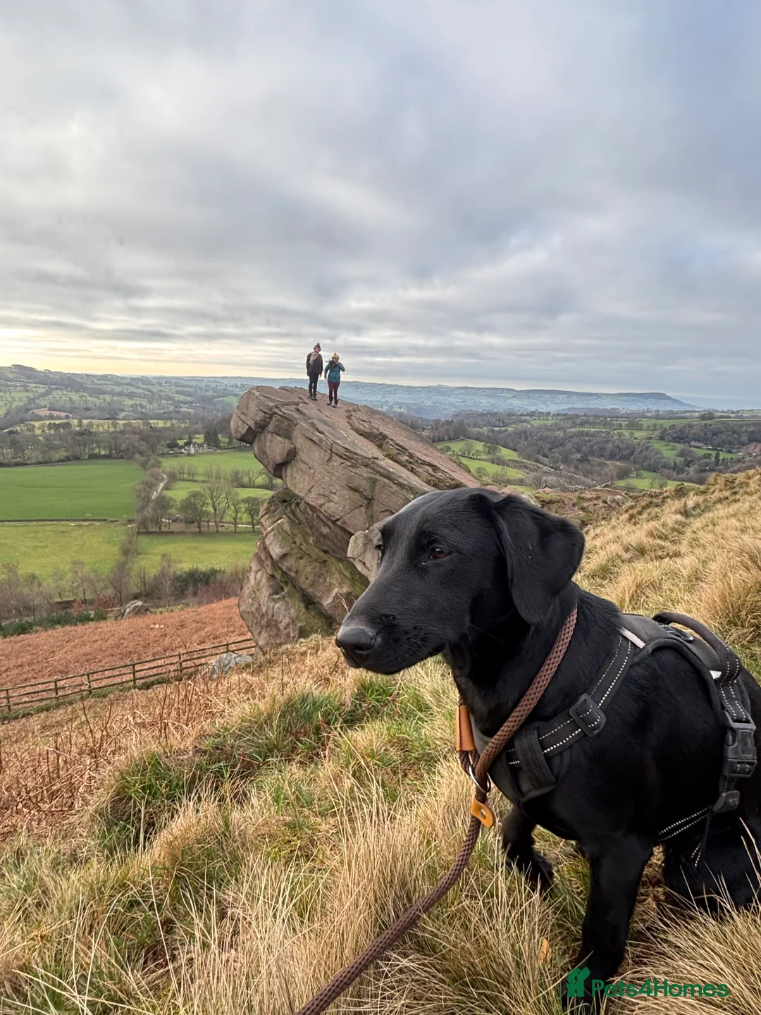 Labrador Retriever dogs for sale: KC registered Female black lab  - Advert 2