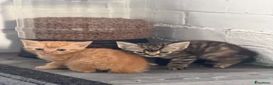 Mixed Breed 6