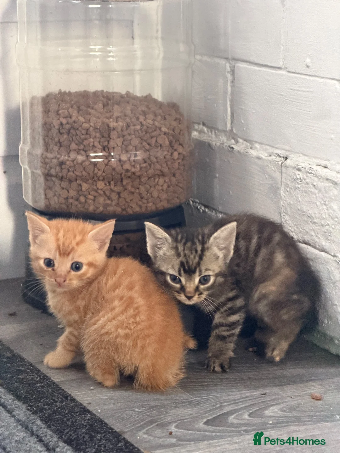 Mixed Breed cats for sale: Kittens ready to leave in Wigan - Advert 8