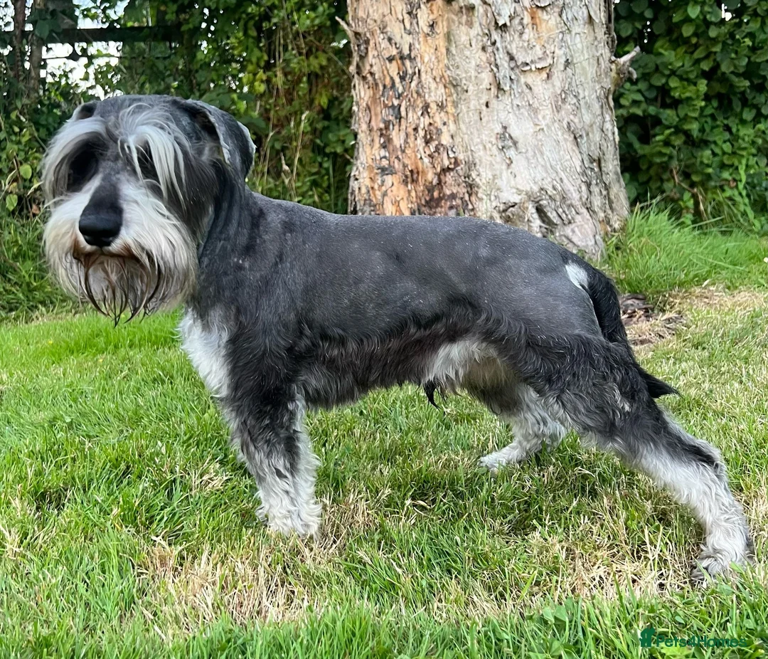 Miniature Schnauzer dogs for stud: Kc reg miniature schnauzer stud in Poole - Advert 2