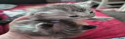 Persian cats for sale: 5 persian kittens - Advert 7