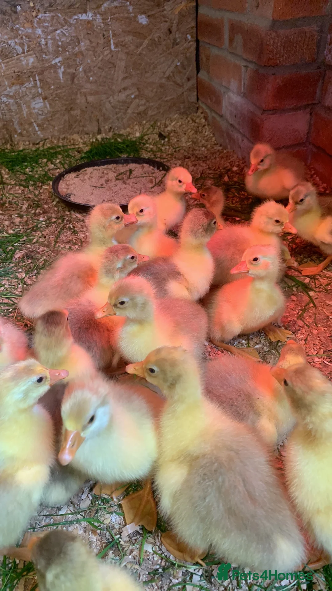 Mixed Breed livestock for sale: Embden white large stain goslings in Norwich - Advert 2