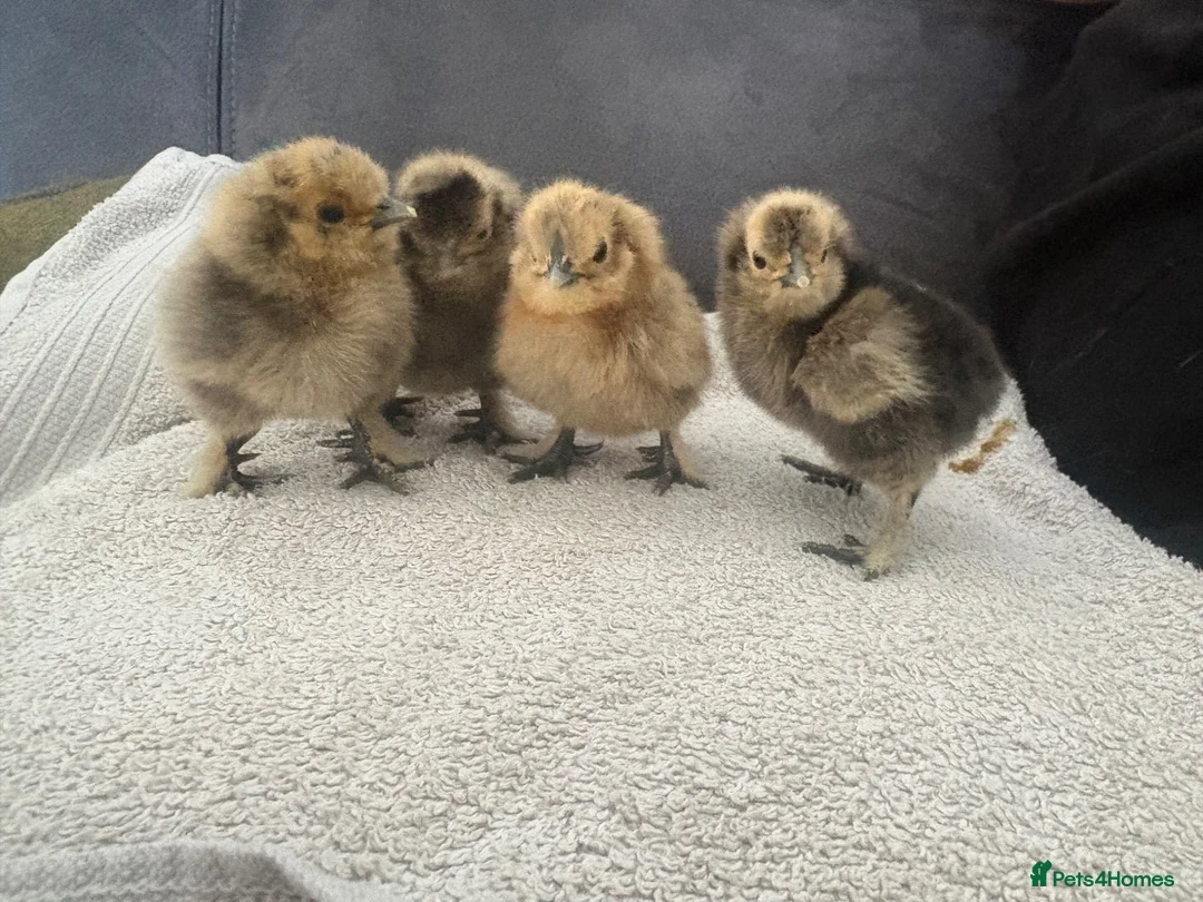 Chickens poultry for sale: 5 pekin bantams 4 silkies. 3days old  - Advert 1