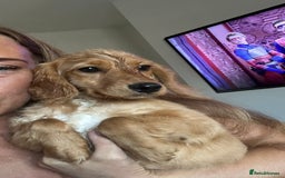Cocker Spaniel dogs for sale: Beautiful Daisy looking for a forever home - Image 1