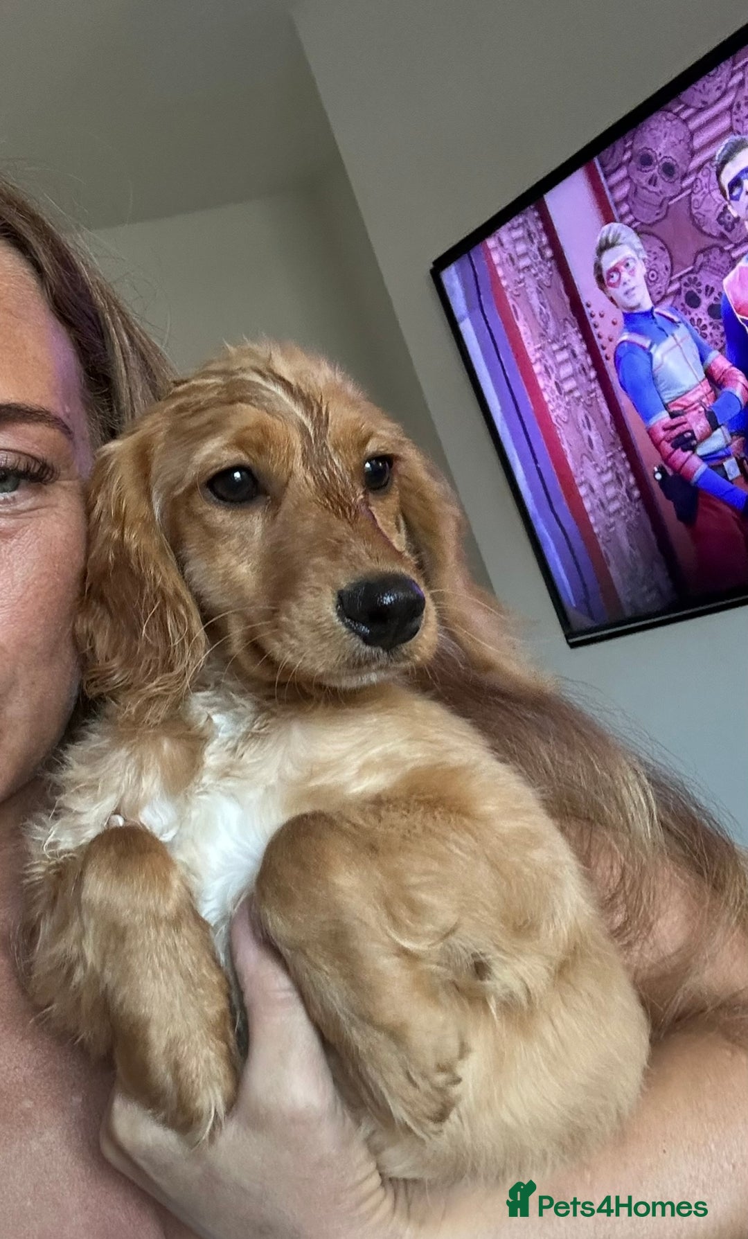 Cocker Spaniel dogs for sale: Beautiful Daisy looking for a forever home - Image 1