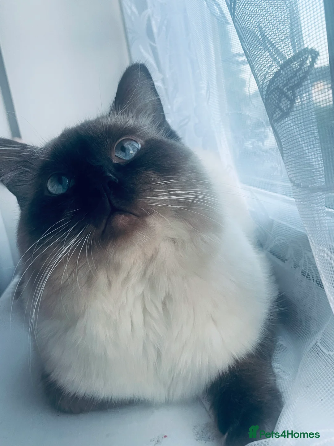 Ragdoll cats for stud: 🩵stormzy boy 🩵 - Advert 9