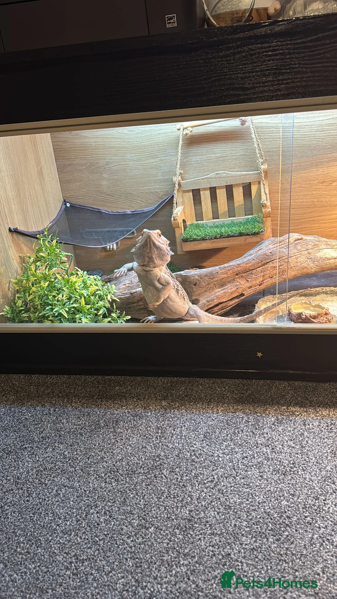 Bearded Dragon reptiles for sale: Bearded dragon  - Advert 2