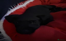 Patterdale Terrier dogs for sale: Patterdale  - Image 4