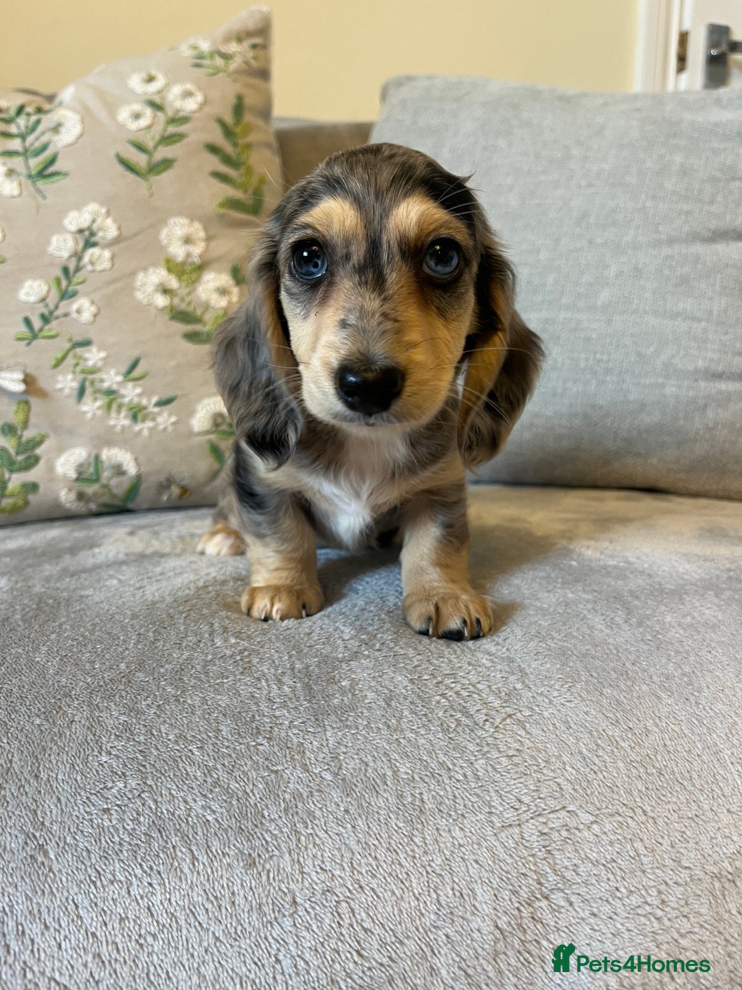 Miniature Dachshund dogs for sale: READY NOW Miniature long hair dachshund  - Image 31