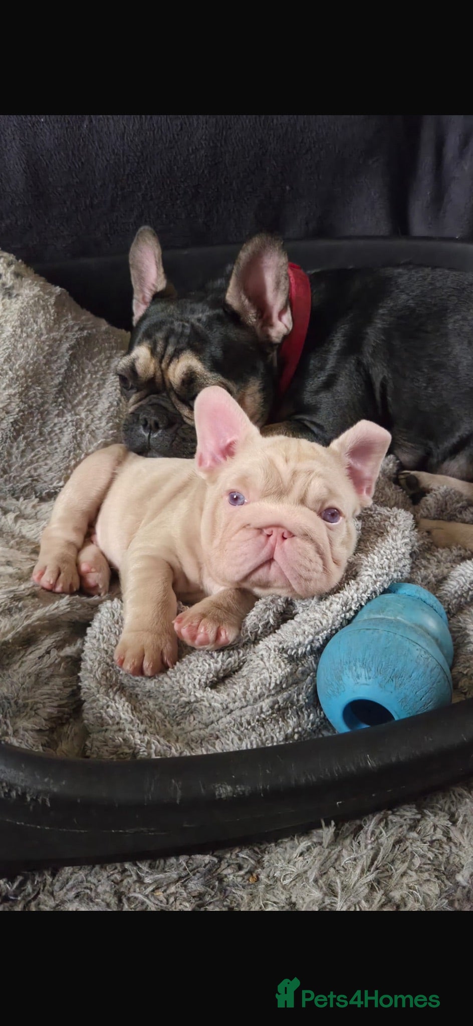 French Bulldog dogs Caramel PINK French bulldog - Advert 8