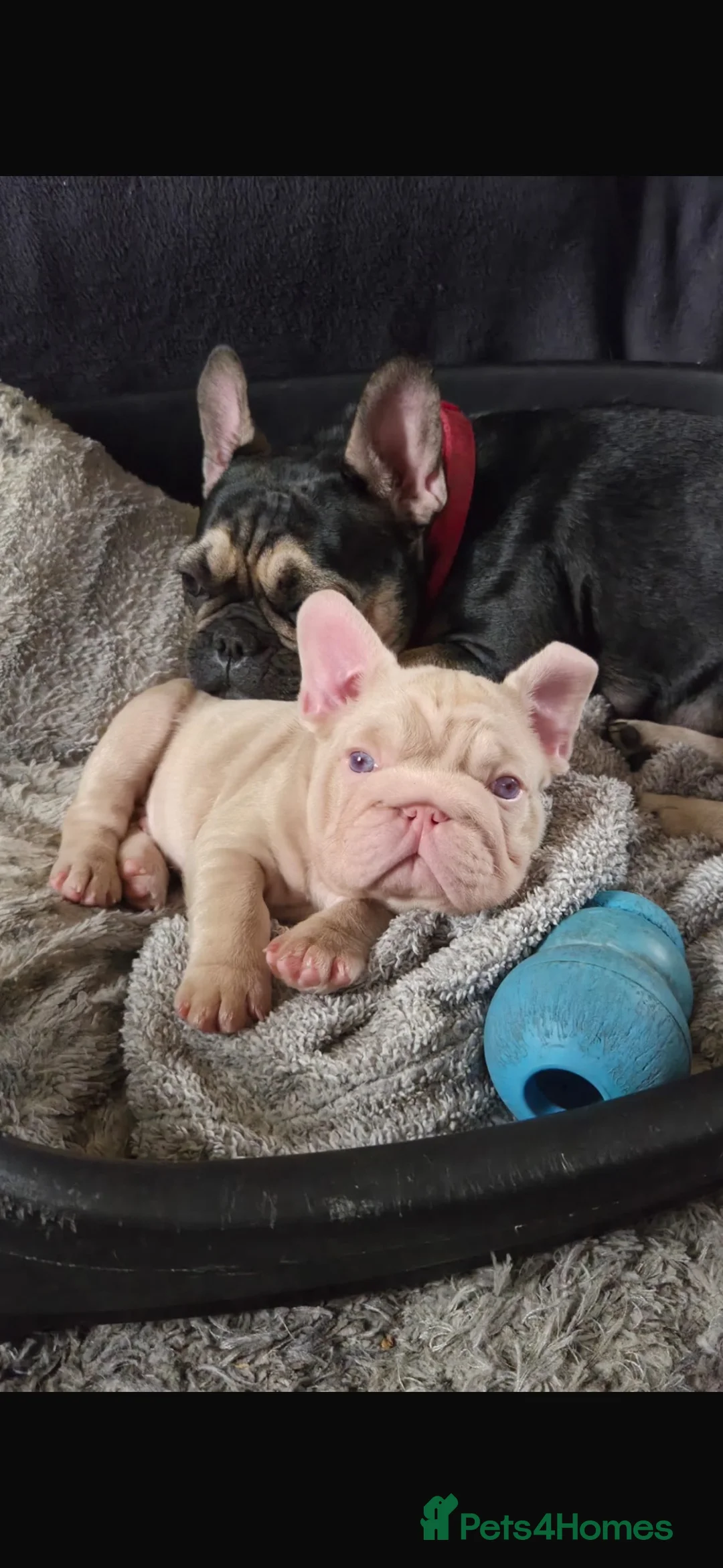 French Bulldog dogs for sale: Caramel PINK French bulldog - Advert 1