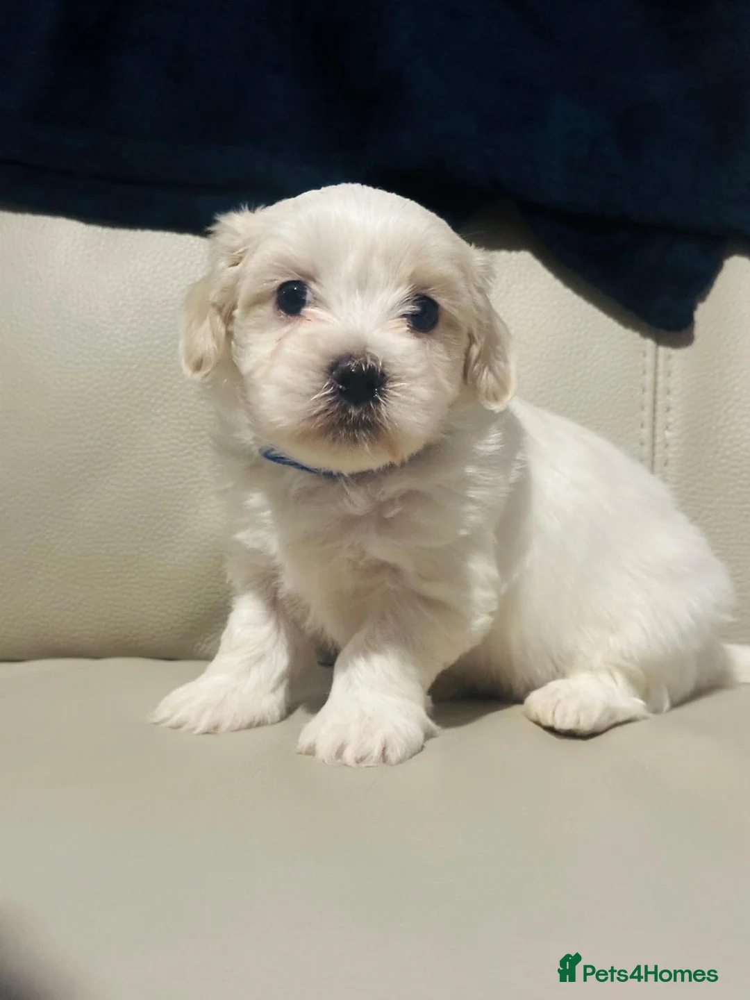Maltese dogs for sale: Maltese puppies  - Advert 7