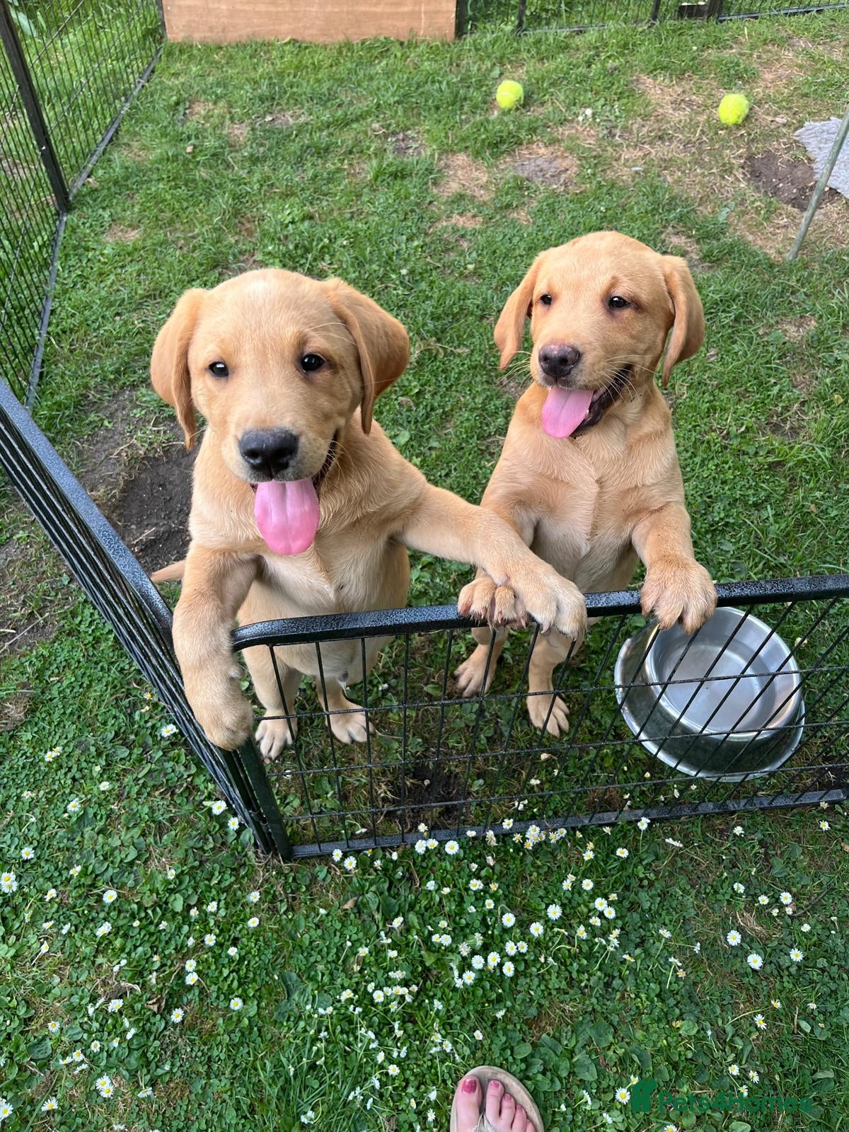 Labrador Retriever dogs Pedigree Labrador Boy Puppy LAST ONE! - Advert 2