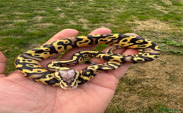 Python Snake reptiles in Northampton - Advert 17