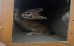 Maine Coon cats for sale: LAST MALE READY NOW - Image 6