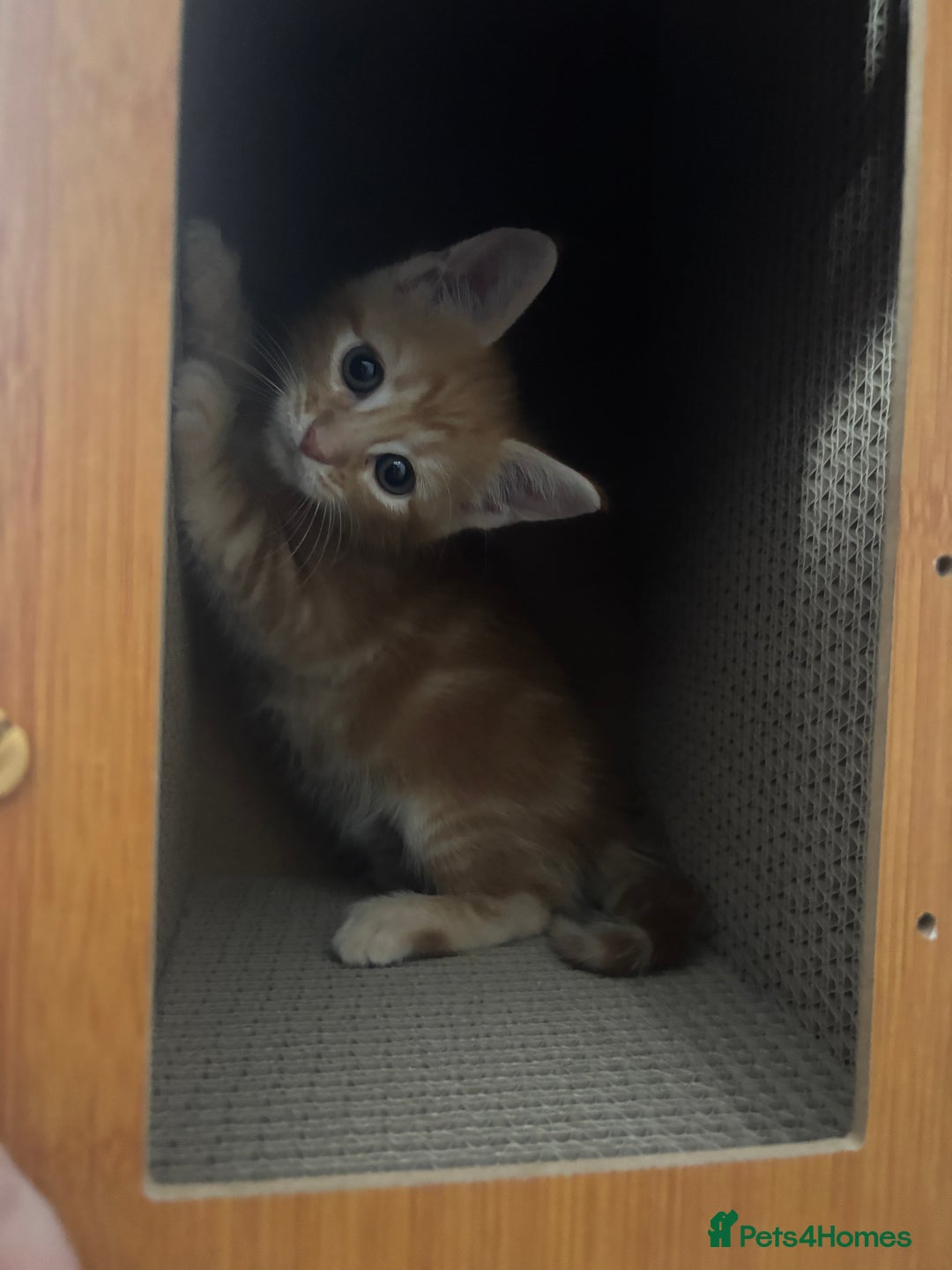 Maine Coon cats for sale: LAST MALE READY NOW - Image 6