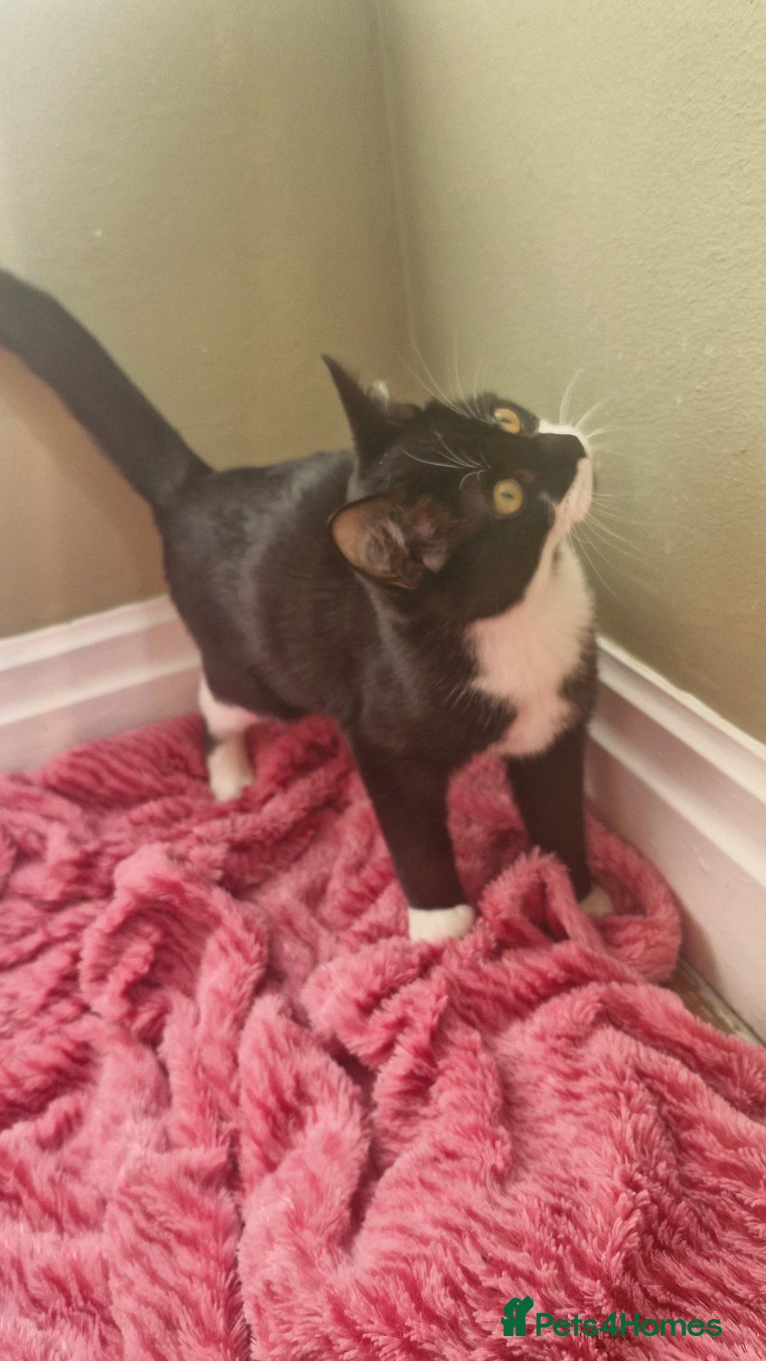 Ragdoll cats for sale: Siblings in desperate need of a good home  - Advert 3