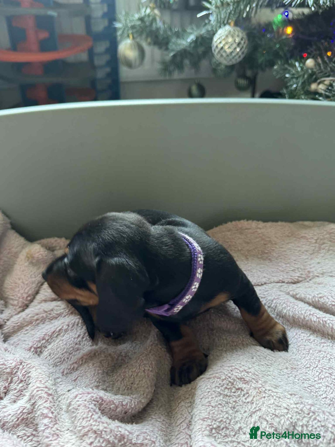 Miniature Dachshund dogs for sale: My family dogs have had a litter of 5  - Advert 6