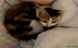 British Shorthair cats for sale: Calico female  - Image 3