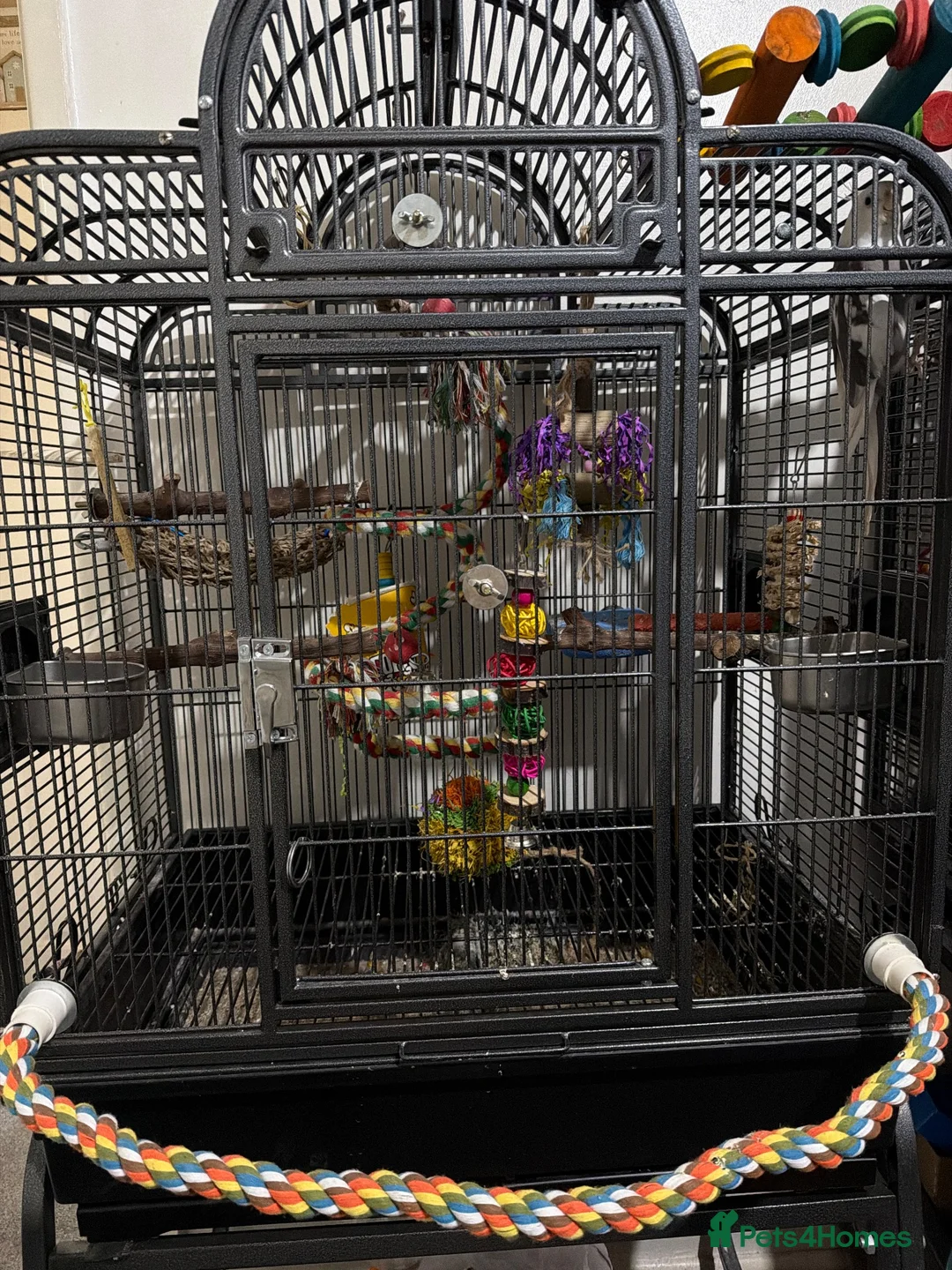 Cockatiels birds for sale: Cockatiel and cage for same  - Advert 1