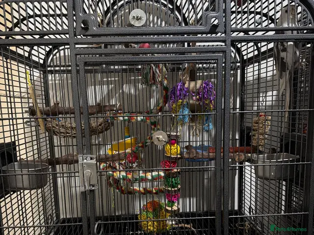 Cockatiels birds for sale: Cockatiel and cage for same - Advert 10
