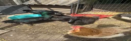 Ducks poultry for sale: Cayuga ducks breeding pair - Advert 1