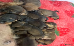 Dachshund dogs for sale: Standard wire Haired Dachshund  - Image 1