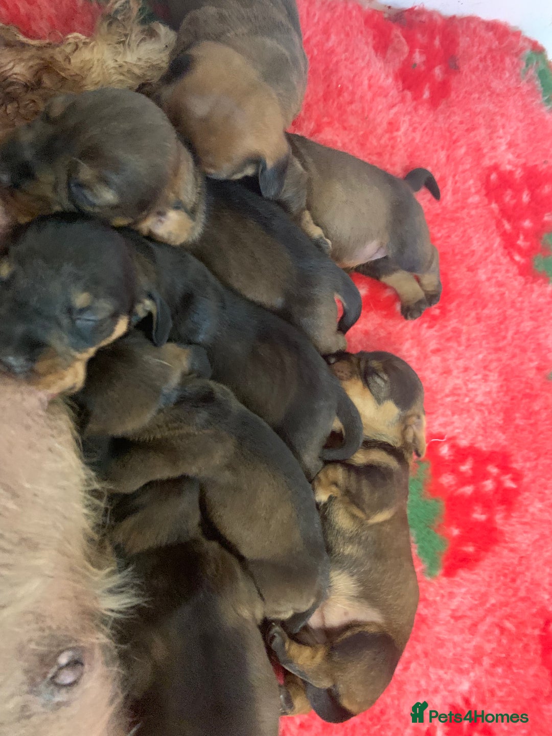 Dachshund dogs for sale: Standard wire Haired Dachshund  - Image 1