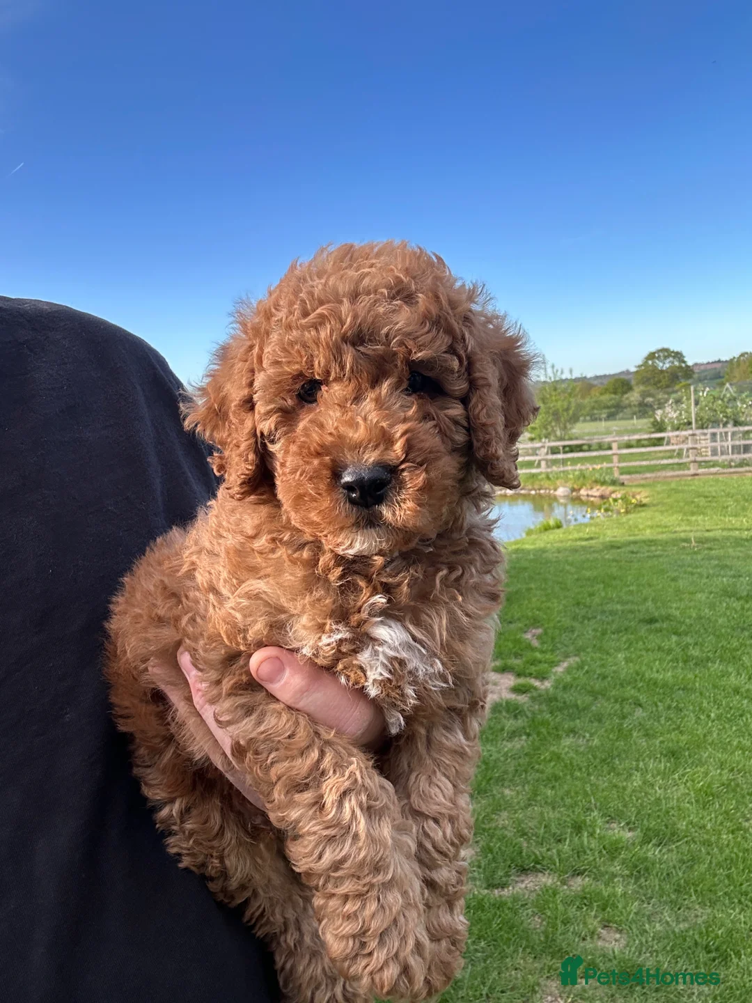 Cockapoo dogs for sale: Outstanding Cockapoo Puppies - Fully Health Tested - Advert 2