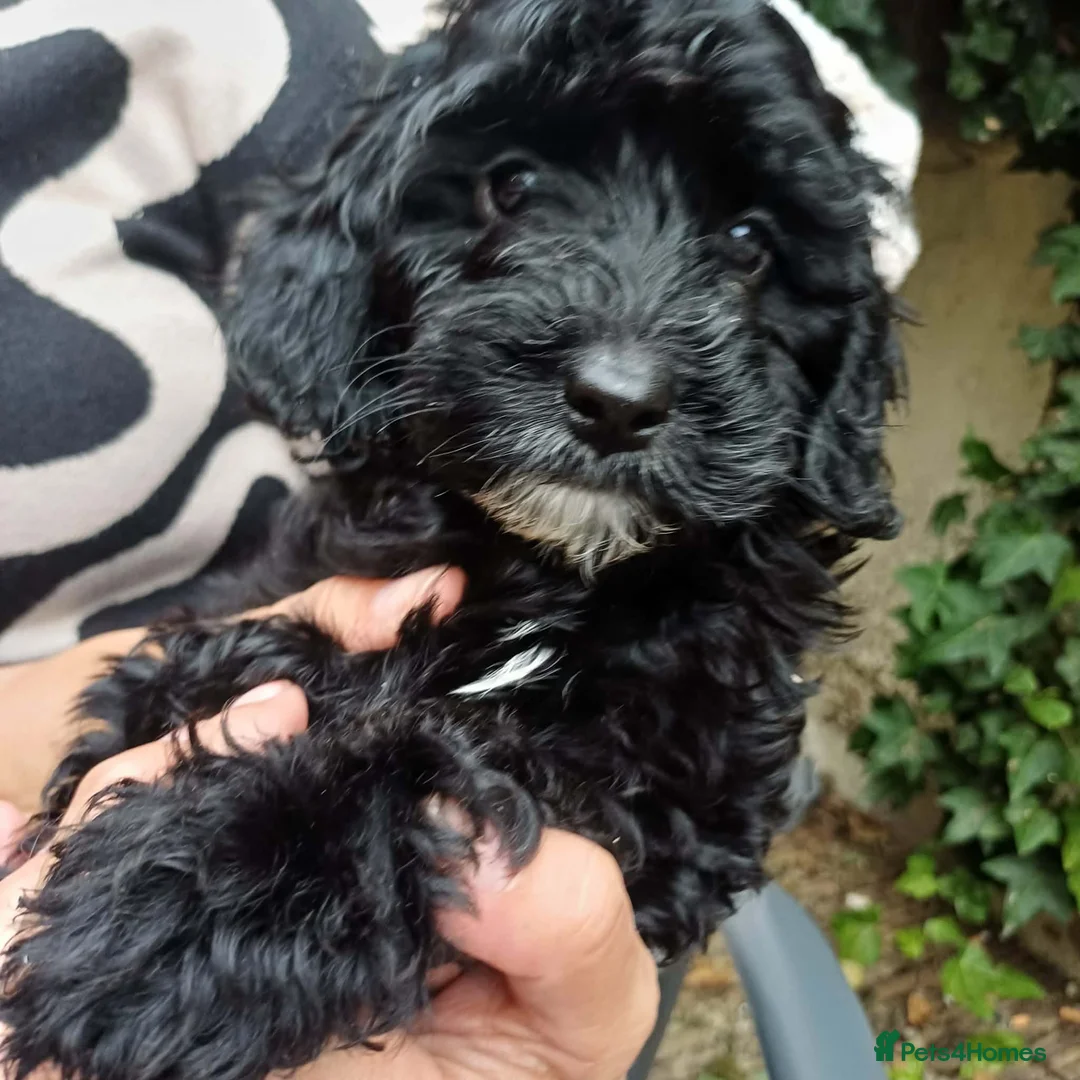 Cockapoo dogs for sale: 2 Stunning F1 Female Cockapoo Puppies Ready Now - Advert 10
