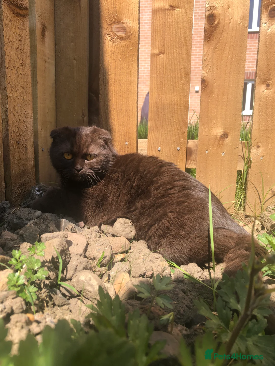 Scottish Fold cats for sale: 🐾 Rare Chocolate Beauty in Edinburgh 🏡 - Advert 17