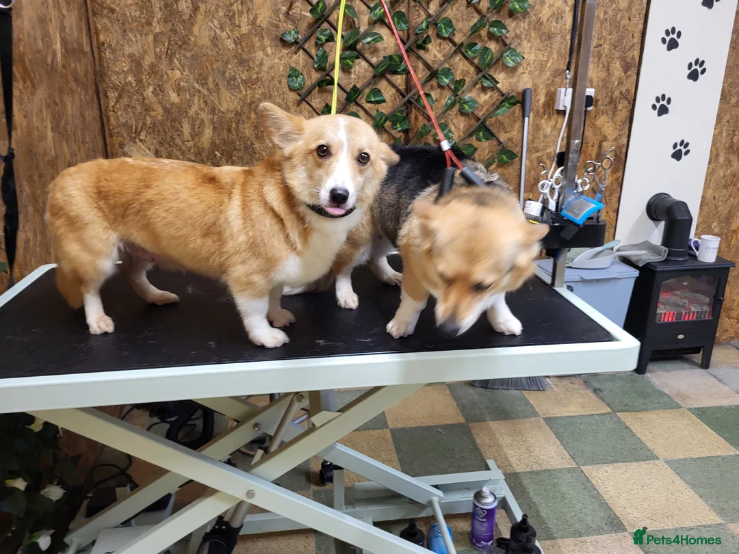 Gallery Image {{count}}