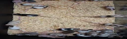 Mouse rodents for sale: Baby Fancy Female Mice - Advert 8