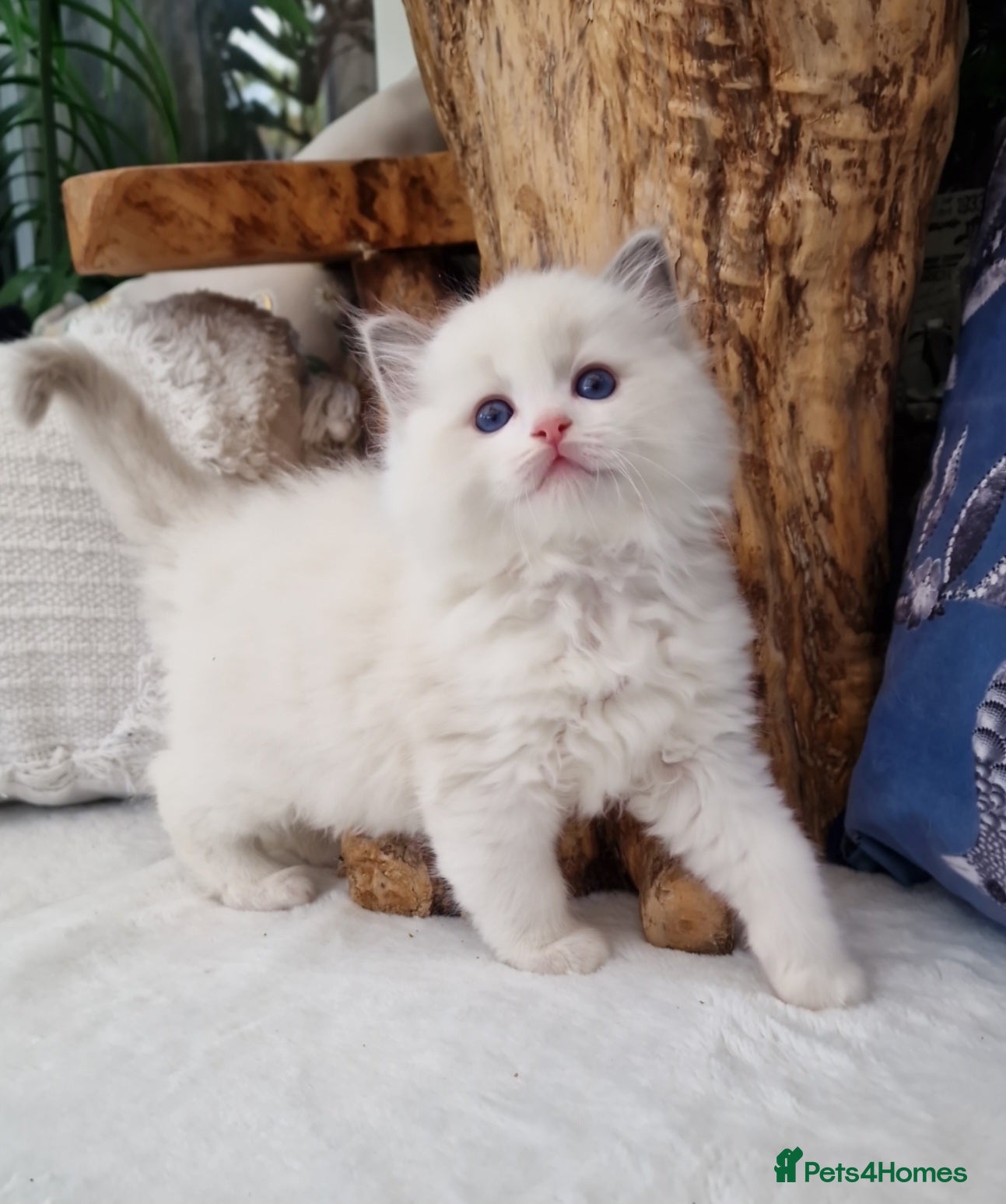 Ragdoll cats 🏆✨️Exclusive lovely kittens🏆parents🥇🐈 - Advert 2