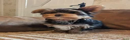 Yorkshire Terrier dogs for sale: Little bundles of joy available  - Advert 7