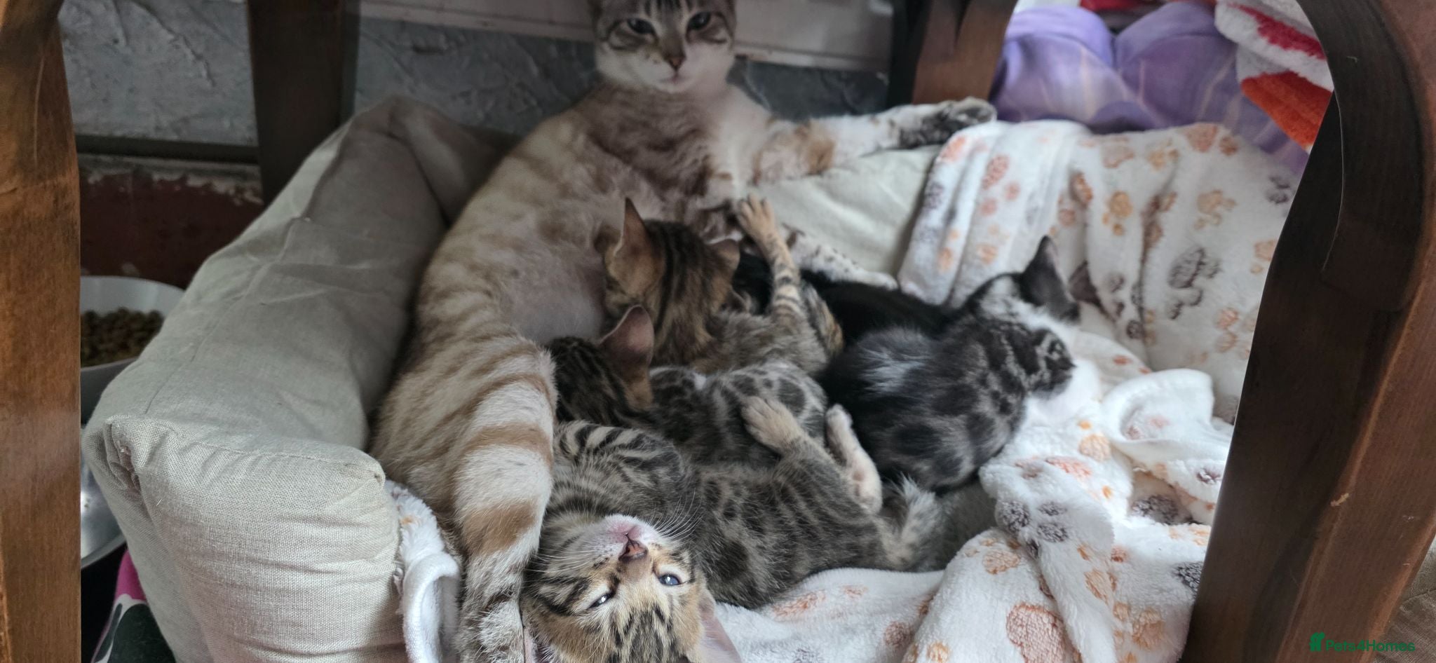 Bengal cats Beautiful Purebred Bengal Kittens Ready now😺 - Advert 16