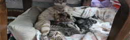 Bengal cats for sale: Beautiful Purebred Bengal Kittens Ready Soon - Advert 2