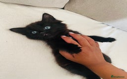 American Shorthair cats for sale: 2 males  - Image 3