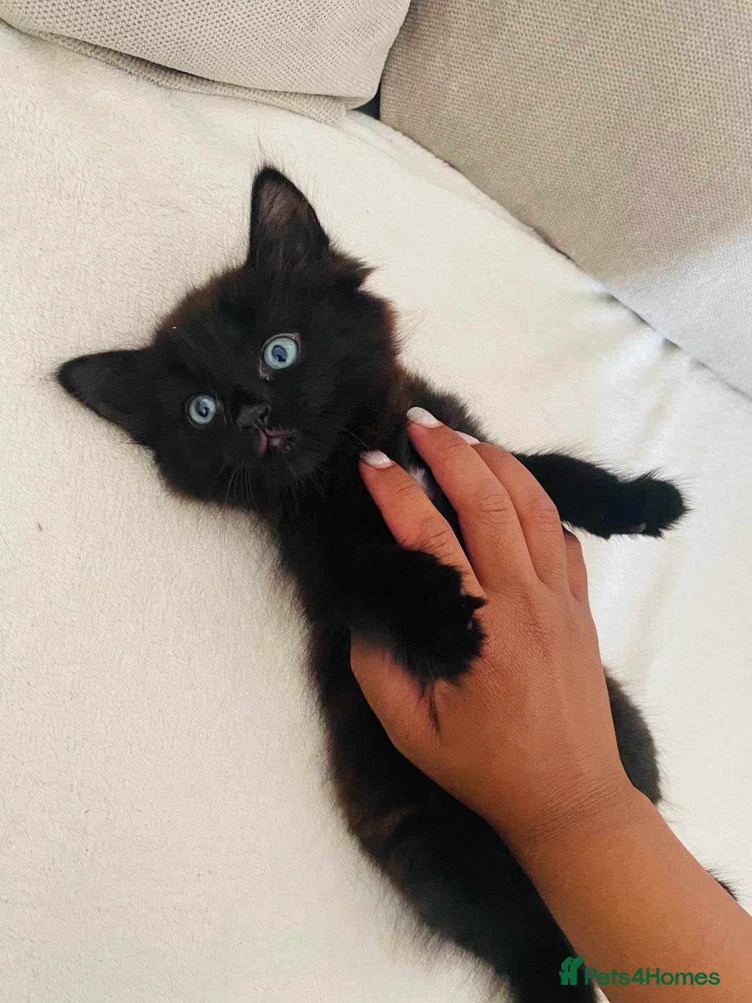 American Shorthair cats for sale: 2 males  - Image 3