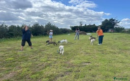 Mixed Breed dogs for adoption: Dawn - Norwich Norfolk  - Image 14