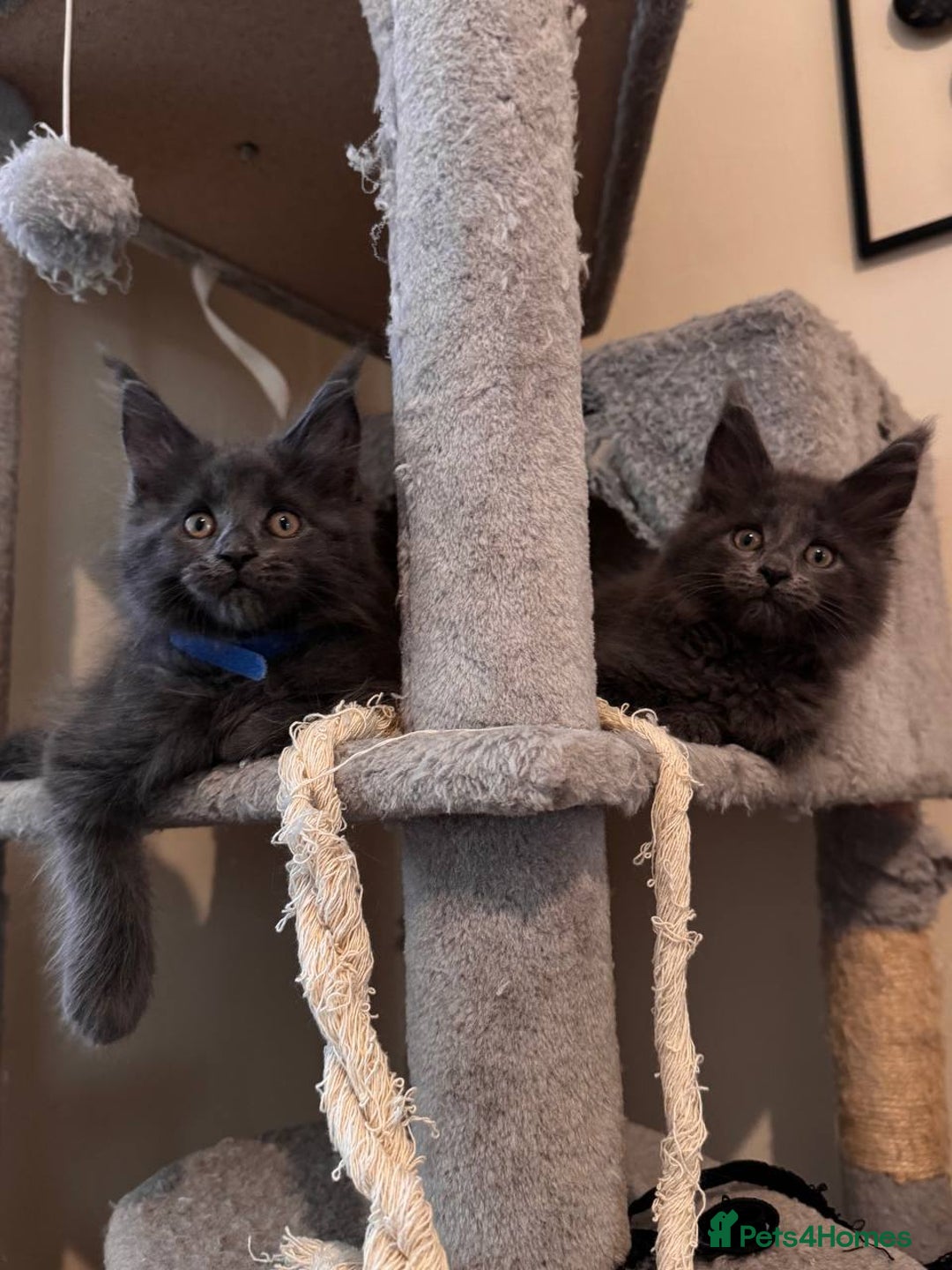 Maine Coon cats for sale: Upcoming Pedigree MaineCoonLitterReservations Open - Advert 7