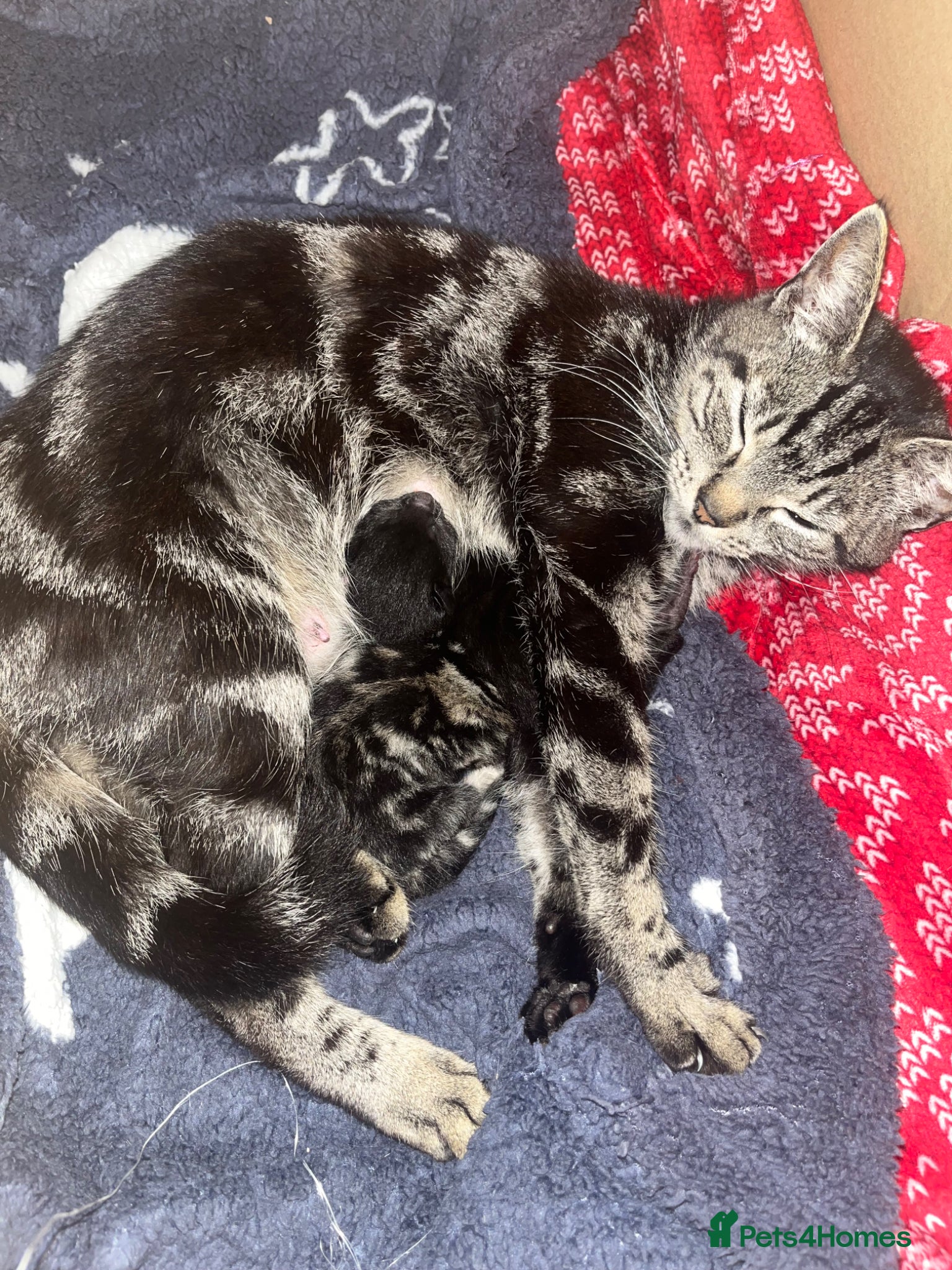 Mixed Breed cats Bengal cross kittens  - Advert 2