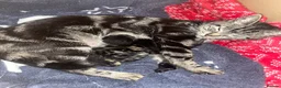 Mixed Breed cats for sale: Bengal cross kittens  - Advert 1