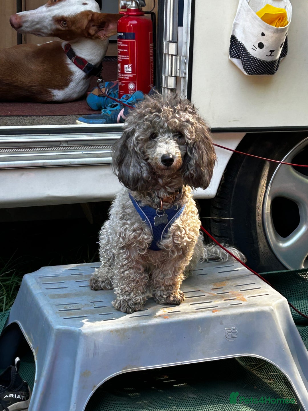 Maltipoo dogs for sale: Beautiful F1 Maltipoo female  - Image 5