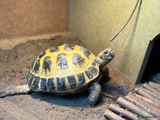 Tortoise reptiles 2 x Female Horsefield Tortoises - Advert 13