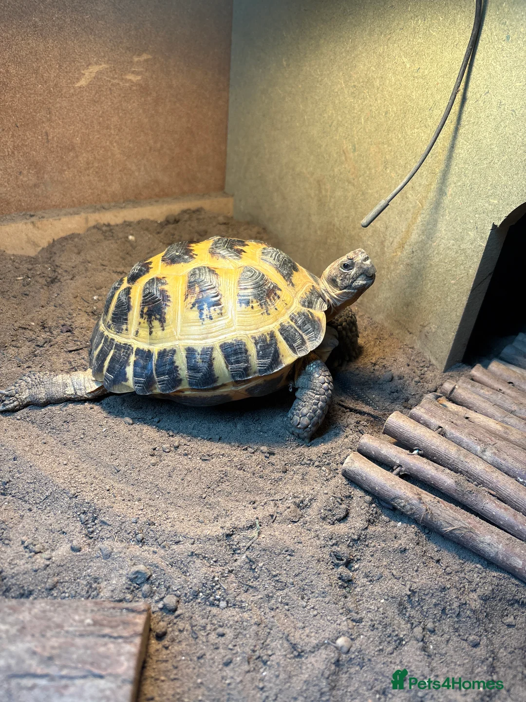 Tortoise reptiles for sale: 2 x Female Horsefield Tortoises - Advert 1
