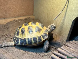 Tortoise reptiles 2 x Female Horsefield Tortoises - Advert 2