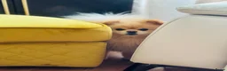 Pomeranian dogs for sale: Milo  - Advert 3
