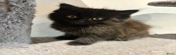 Mixed Breed cats for sale: Mixed breed kittens 2 x females in Hayling Island - Advert 2