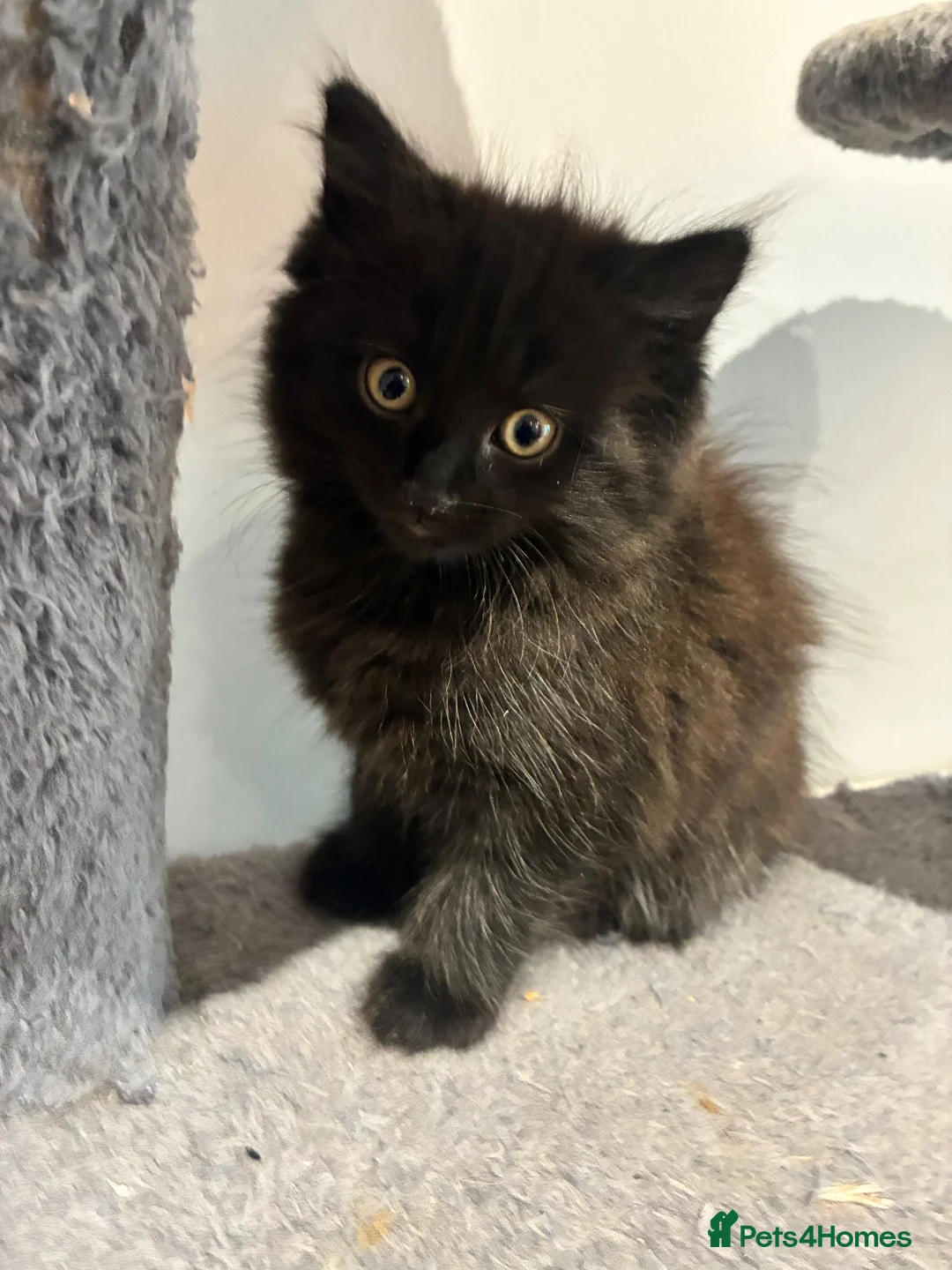Mixed Breed cats for sale: Mixed breed kittens 2 x females in Hayling Island - Advert 2